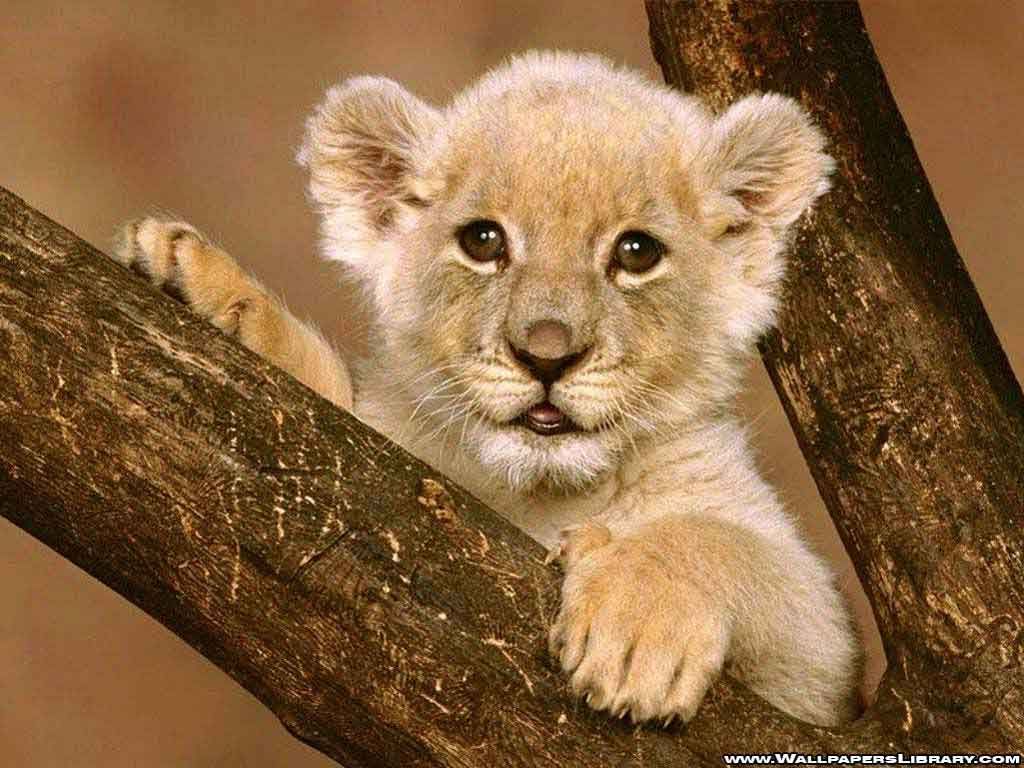 Featured image of post Baby Wallpaper Baby Pictures Of Lions