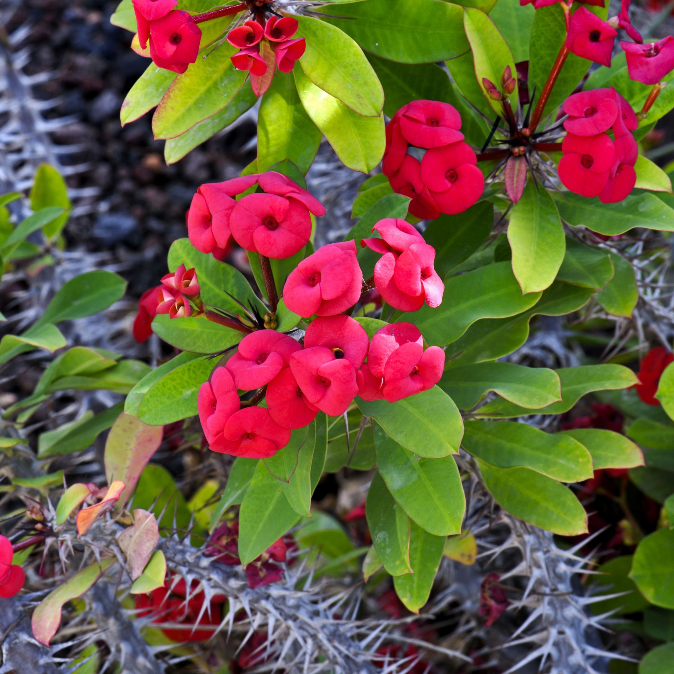 Featured image of post Corona De Cristo Flor