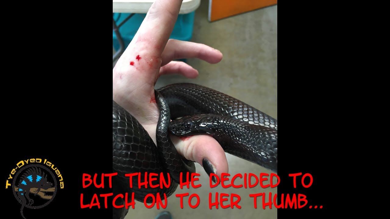 Featured image of post Mexican Black Kingsnake Bite