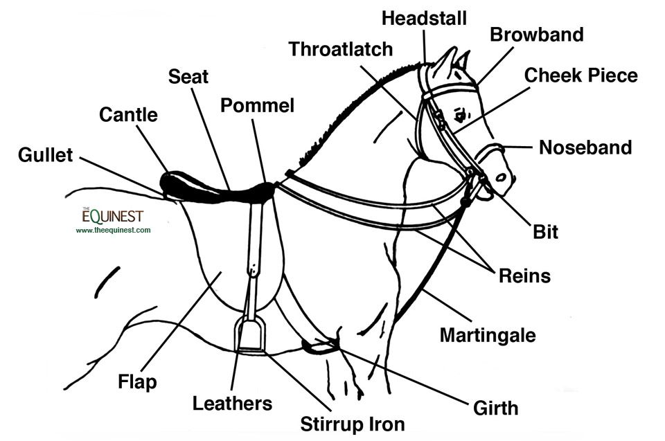 Featured image of post Parts Of A Saddle And Bridle