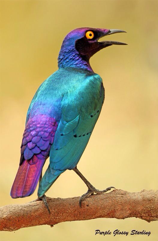 Featured image of post Pink Blue And Purple Birds