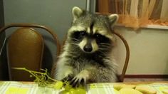 Featured image of post Racoon Gif Cute